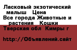 Ласковый экзотический малыш › Цена ­ 25 000 - Все города Животные и растения » Кошки   . Тверская обл.,Кимры г.